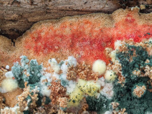 Rosafarbener Saftporling - Rhodonia placenta