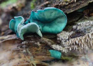 Kleinsporiger Grünspanbecherling - Chlorociboria aeruginascens