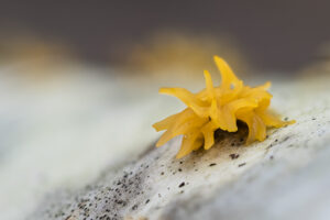 Laubholzhörnling - Calocera cornea