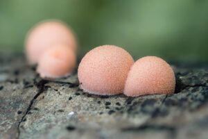 Blutmilchpilz - Lycogala epidendrum