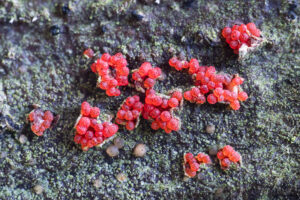 Zinnoberroter Pustelpilz - Nectria cinnabarina