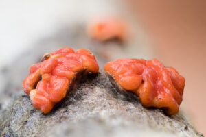 Roter Zystidenrindenpilz - Peniophora rufa