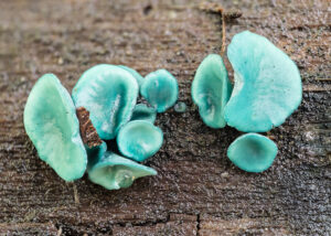 Kleinsporiger Grünspanbecherling - Chlorociboria aeruginascens