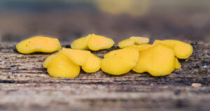 Zitronengelbes Holzbecherchen - Bisporella citrina