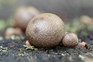 Blutmilchpilz - Lycogala epidendrum