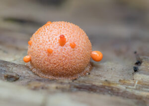 Blutmilchpilz - Lycogala epidendrum