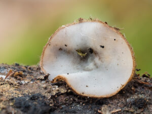 Halbkugeliger Borstenbecherling - Humaria hemisphaerica
