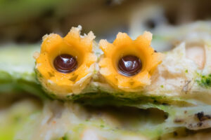 Gemeiner Kugelschneller - Sphaerobolus stellatus