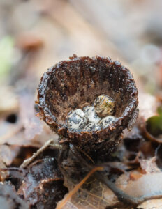 Teuerling - Cyathus sp.