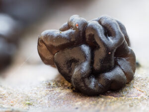 Drüsling - Exidia sp.