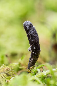 Holzkeule - Xylaria sp.