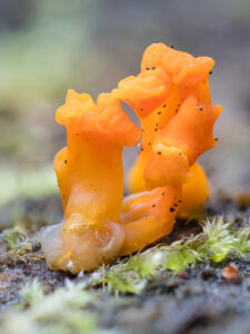 Gallerttränenverwandte - Dacrymycetaceae