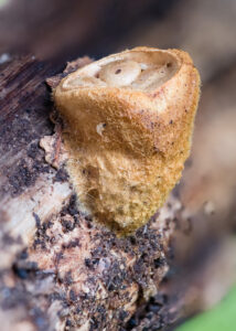 Teuerling - Cyathus sp.