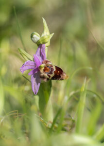 Ophrys heldreichii