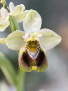 Wespenragwurz - Ophrys tenthredinifera