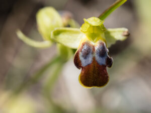 Unbestimmte Ragwurz - Ophrys sp.