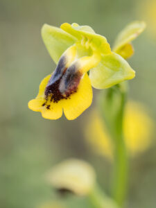 Gelbe Ragwurz - Ophrys lutea