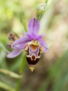 Unbestimmte Ragwurz - Ophrys sp.