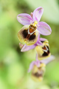 Wespenragwurz - Ophrys tenthredinifera