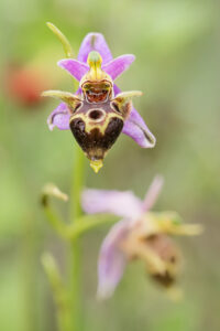 Ophrys heldreichii