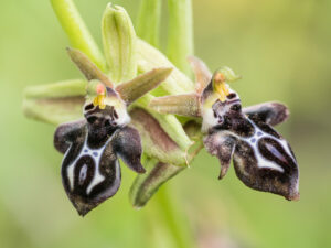Kretische Ragwurz - Ophrys creatica