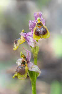 Wespenragwurz - Ophrys tenthredinifera