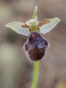 Omegaragwurz - Ophrys omegaifera subsp. omegaifera