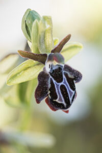 Kretische Ragwurz - Ophrys creatica