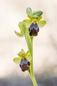 Unbestimmte Ragwurz - Ophrys sp.