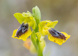 Gelbe Ragwurz - Ophrys lutea