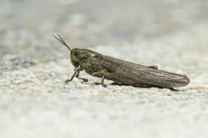 Ägyptische Wanderheuschrecke - Anacridium aegyptium