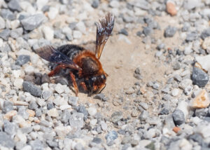 Mörtelbiene - Megachile sp.