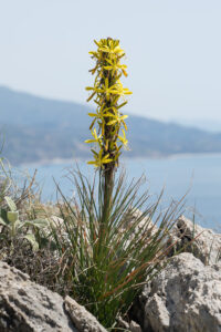 Gelber Affodil - Asphodeline lutea