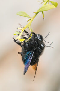 Paarung einer Holzbiene - Xylocopa sp.