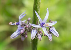 Kretische Rutenglockenblume - Petromarula pinnata
