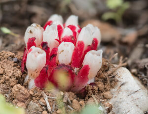 Roter Zistrosenwürger - Cytinus ruber