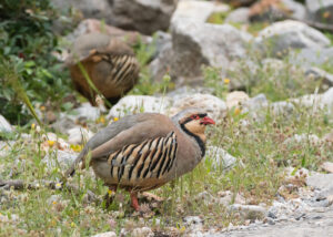Chukarhuhn - Alectoris chukar