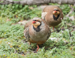 Chukarhuhn - Alectoris chukar