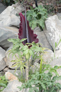 Gemeine Drachenwurz - Dracunculus vulgaris
