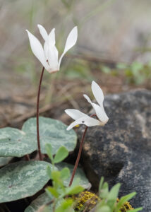 Kretisches Alpenveilchen - Cyclamen creticum