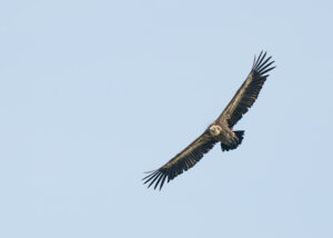 Gänsegeier - Gyps fulvus