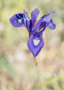 Mittags-Schwertlilie - Moraea sisyrinchium