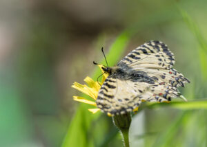 Kretischer Osterluzeifalter - Zerynthia cretica