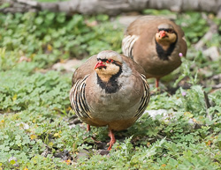 Chukarhuhn - Alectoris chukar