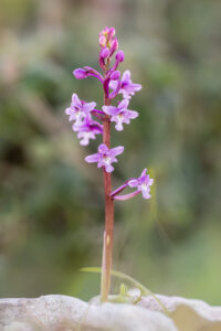 Vierpunkt-Knabenkraut - Orchis quadripunctata