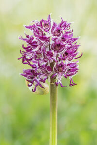 Affen-Knabenkraut - Orchis simia