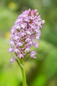 Pyramidenorchis - Anacamptis pyramidalis