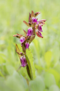 Hügel-Knabenkraut - Anacamptis collina