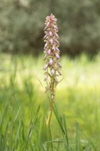 Riesenknabenkraut - Himantoglossum robertianum
