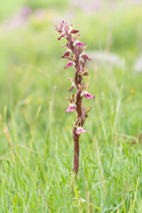 Hügel-Knabenkraut - Anacamptis collina